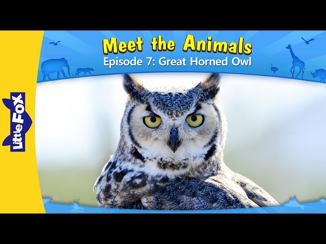 Meet the Animals 7 | Great Horned Owl | Wild Animals | Little Fox | Animated Stories for Kids
