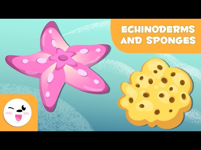 Echinoderms and sponges for kids - Invertebrate animals - Natural Science for kids