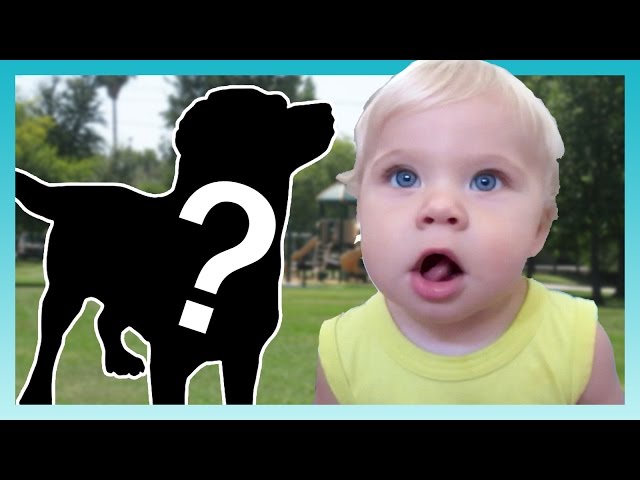 THE NEW DOG! | Look Who's Vlogging: Daily Bumps