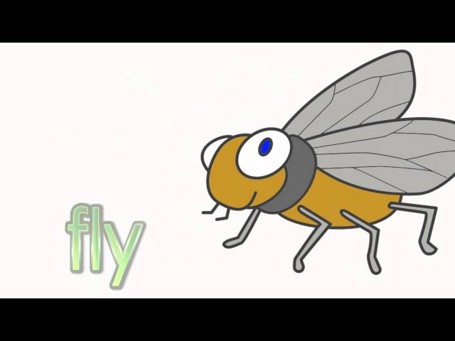 Learn Insects | Talking Flashcards