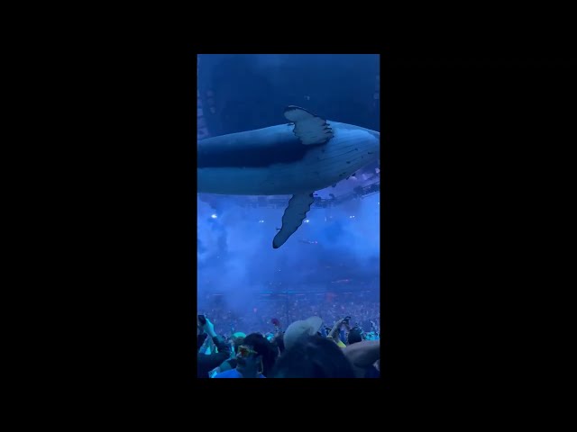 Phish Fans Have a 'Whale of a Time' as Sealife Drones Mesmerize Madison Square Garden