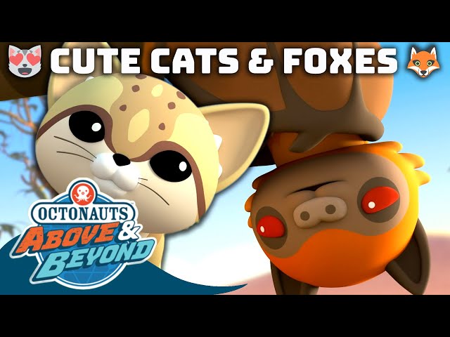 Octonauts: Above & Beyond - 😻 Cute Cats & Foxes 🦊 | Compilation | @Octonauts​