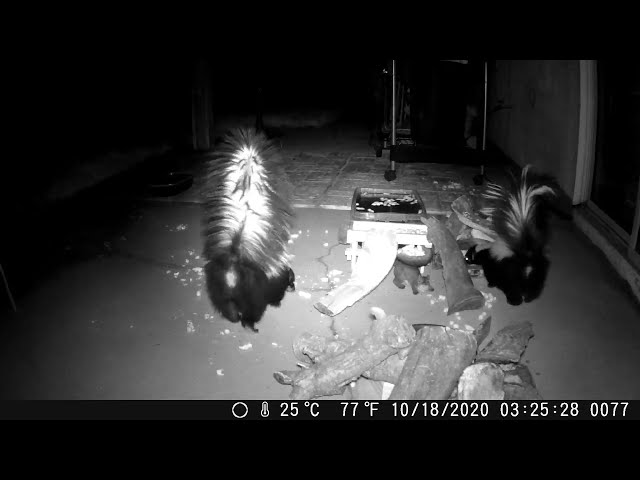 Skunks, Opossum and Raccoon Visit Californian Backyard