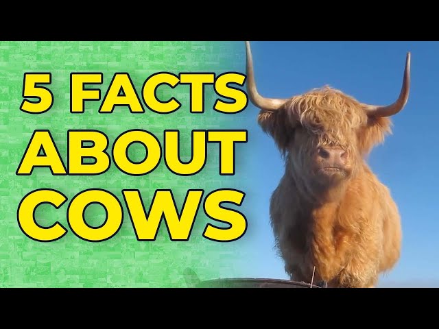 5 Facts About Cows | Storyful