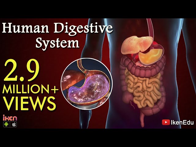 Learn About Human Digestive System | Animation- Part 1| iKen | iKen Edu | iKen App