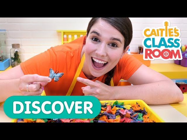Find The Matching Butterflies in the Discovery Bin!