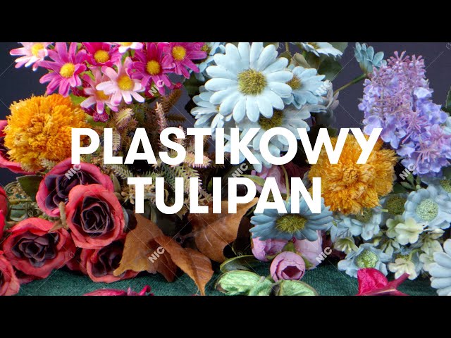 Sokół - Plastikowy tulipan (Official Audio)