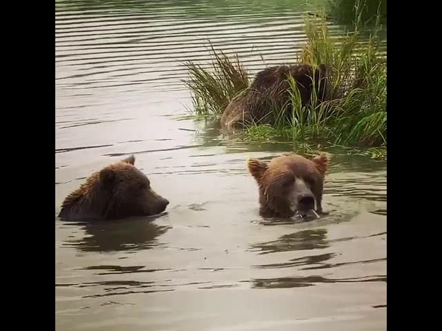 Alaskan Bears Grunt While Devouring Salmon