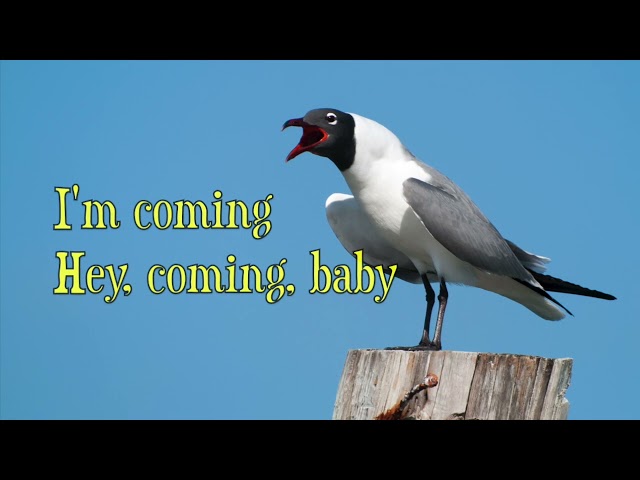 Bobby Byrd - Hot Pants - I'm Coming, Coming, I'm Coming (with Lyrics)