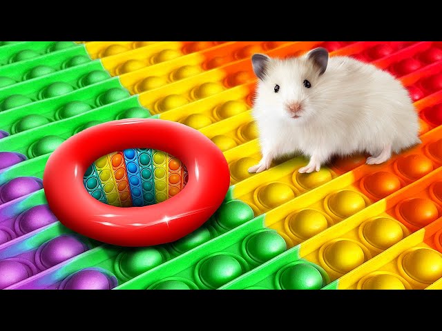 Hamster Escapes from the POP IT Maze in Real Life! Color Maze with Traps