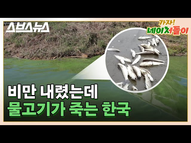 물고기 집단 폐사? 녹조? 비만 와도 한국에서 물고기가 죽는 이유 / 스브스뉴스