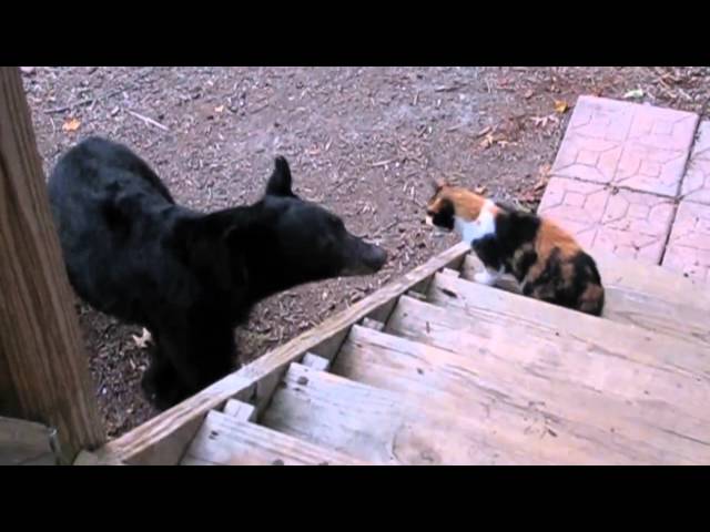 Badass cat scares away bear