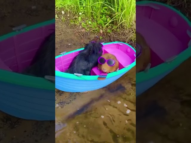 Guinea Pigs Wearing Sunglasses Are Huge Vibe as They Sail in Tiny Boat