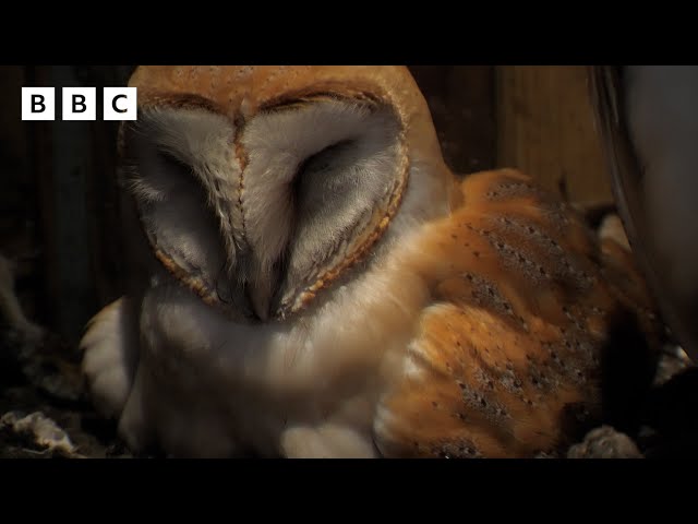 🔴 LIVE wildlife cameras 🐣 13 June 🌺 BBC Springwatch 2024