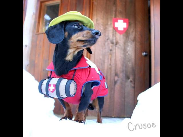 Crusoe the Avalanche Rescue Dachshund!
