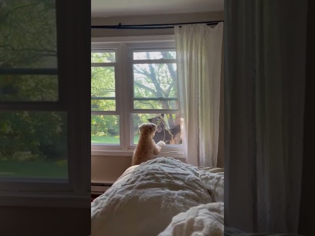 Dog and Bear Have Intense Face-Off at Window of New York Home