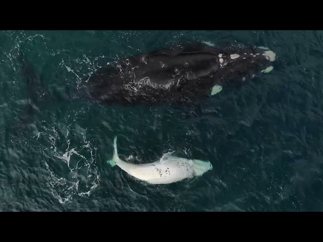 Rare White Whale Spotted in Northern Patagonia