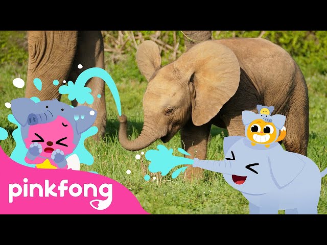 Baby Elephant thump, thump, thump | Baby Animals Songs | Pinkfong for Kids