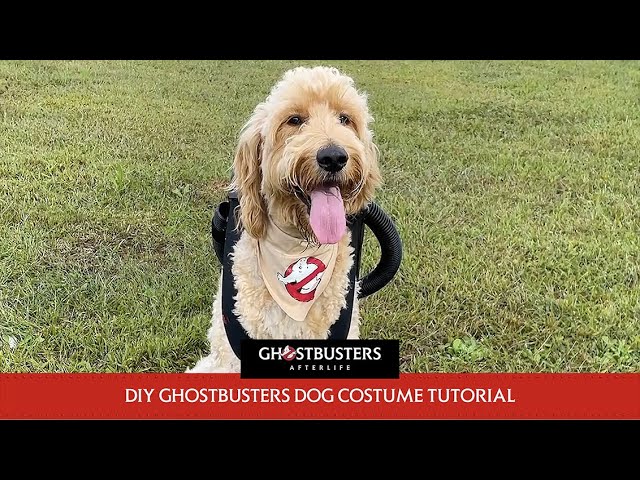 GHOSTBUSTERS: AFTERLIFE | Proton Pack Halloween Dog Costume