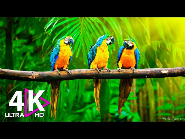 Macaw Parrots 4K - Relaxing Music With Colorful Birds | Nature Sounds Of Jungle, Rainforest