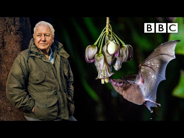 Sir David Attenborough witnesses a MAGICAL moment 😲🌸 The Green Planet 🌱 BBC