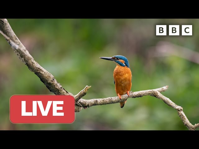 🔴 LIVE wildlife cameras 🦊 8 June 🌺 BBC Springwatch 2023