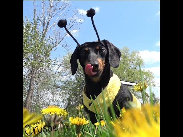 Crusoe the Honey Bee - Dachshund Plays Honey Bee for the Day!