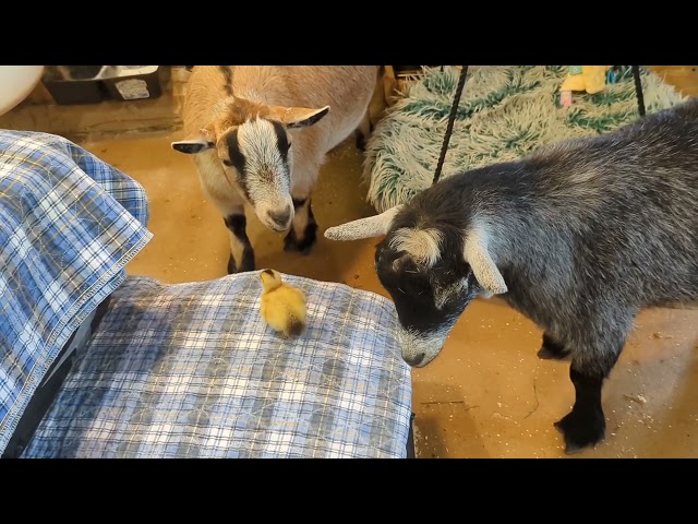 Goats Have Adorable Encounter With Tiny Duckling at Ohio Farm