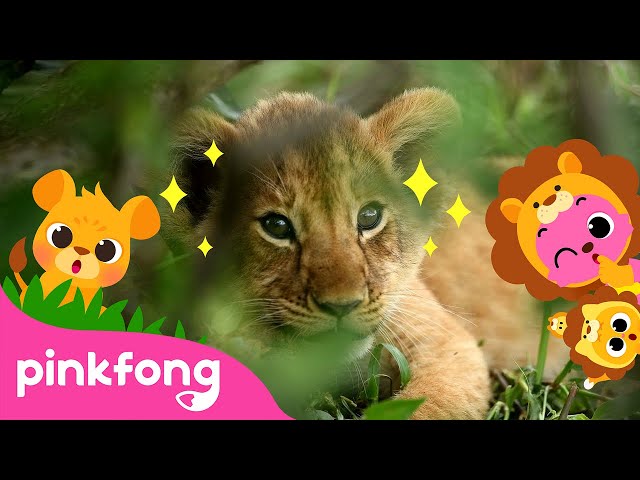 Baby Lion, Roar! | Baby Animals Songs | Cub Song | Pinkfong for Kids