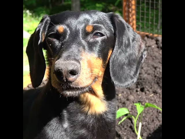 Adorable Dachshund is the Best Garden Helper!