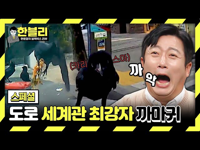 [스페셜] 날아올라↗ 도로 위 귀여운 ((깡패)) 까마귀 모음집🖤 | 한블리 (한문철의 블랙박스 리뷰) | JTBC 240312 방송