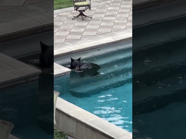 Realtor Finds Bear With Taste for Luxury in Mansion Pool
