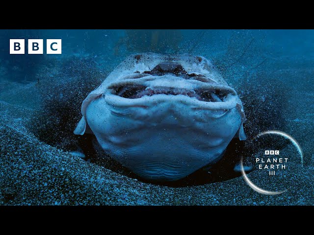 This horn shark has a secret weapon to avoid being eaten alive | Planet Earth III - BBC