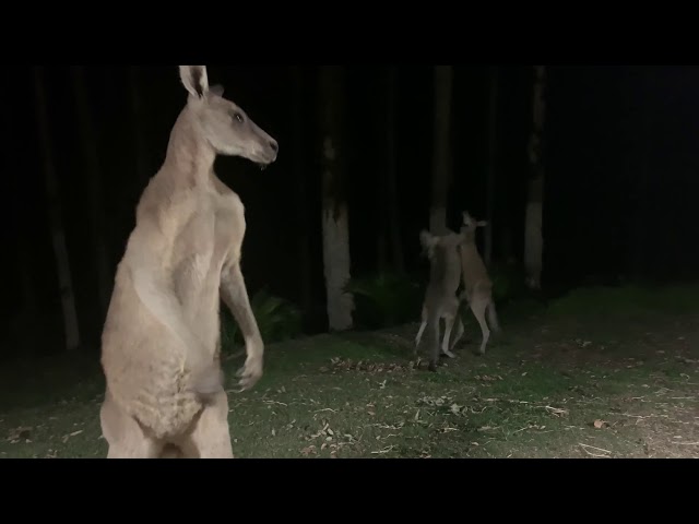 'Calm Down, Fellas': Pair of Kangaroos Spar at Australian Animal Sanctuary