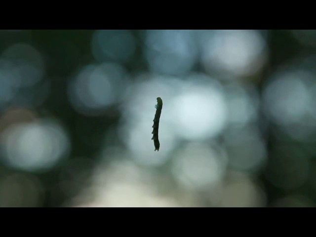 Caterpillar Climber
