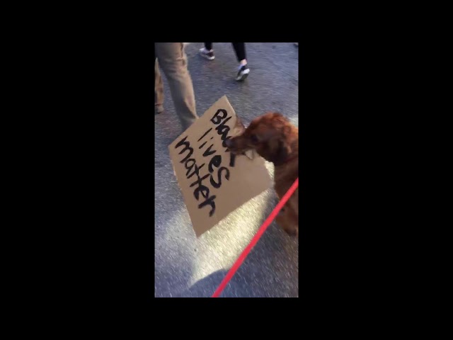 Woman Takes Canine Companion to George Floyd Protest in Cincinnati