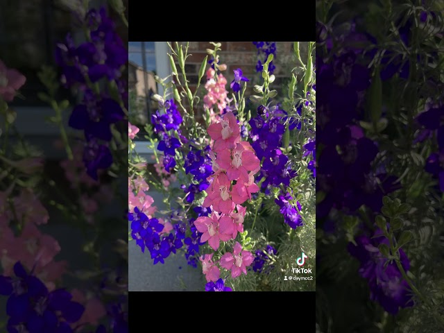 My Cottage Garden #cottagegarden #utahgarden #blooms #flowers