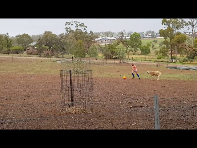 Sheep Tries To Play Football With Little Girl