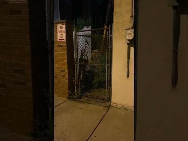 Mother Raccoon Climbs Fence and Attacks Philadelphia Man