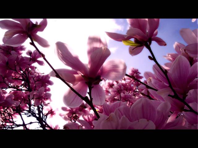 KaNa - Flower of Snow (Shingo Nakamura Remix) [HD 1080p]