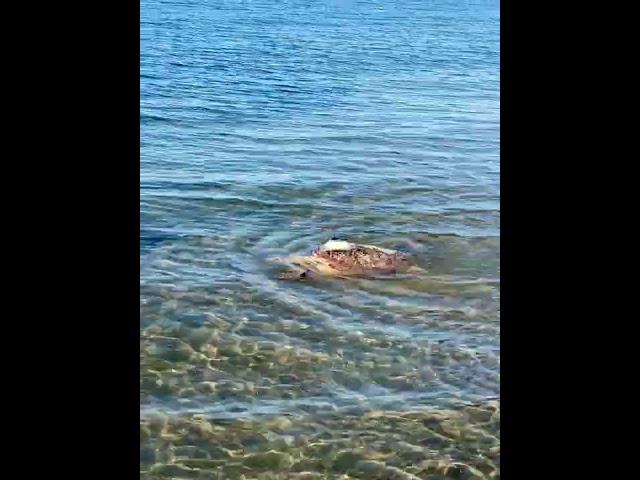 Rehabilitated Loggerhead Sea Turtle Swims in Waters off Cape Cod