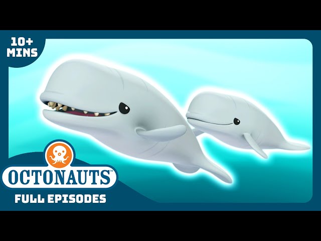 @Octonauts -  🐋 The Beluga Whales 🌊 | Season 1 | Full Episodes | Cartoons for Kids