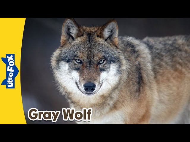 Meet the Animals | Gray Wolf | Wild Animals | Stories for Kindergarten