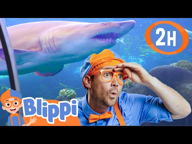 Blippi Visits an Aquarium (The Florida Aquarium)! | 2 HOURS OF BLIPPI ANIMAL VIDEOS FOR KIDS!