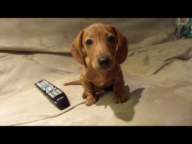 Mini Dachshund - Mr Dash: Puppy Dash