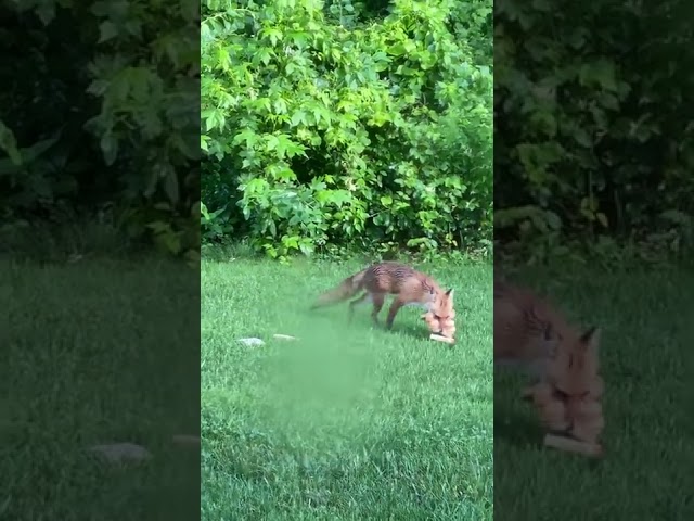 Sly Fox Stuffs Mouth With Sliced Bread