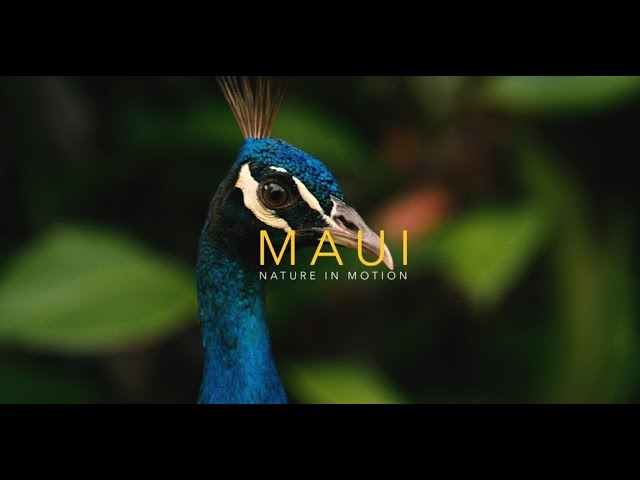 MAUI, HAWAII - NATURE IN MOTION (4K)