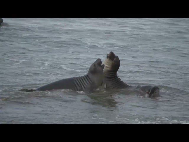 Young Elephant Seals Spar on Island Off Washington Coast