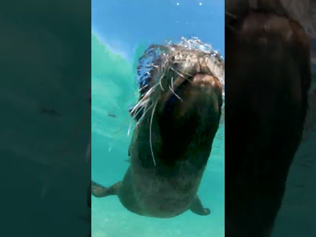 'Sea Doggo' Gets Curious About Diver's Camera