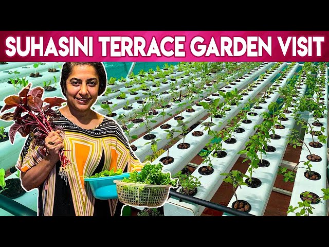 Suhasini Maniratnam Organic Terrace Garden | Hydroponic Terrace farm | Maadi Thottam